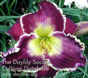 Daylily Victorian Garden Twilight Time